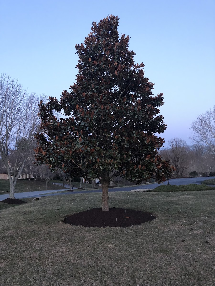 Magnolia tree