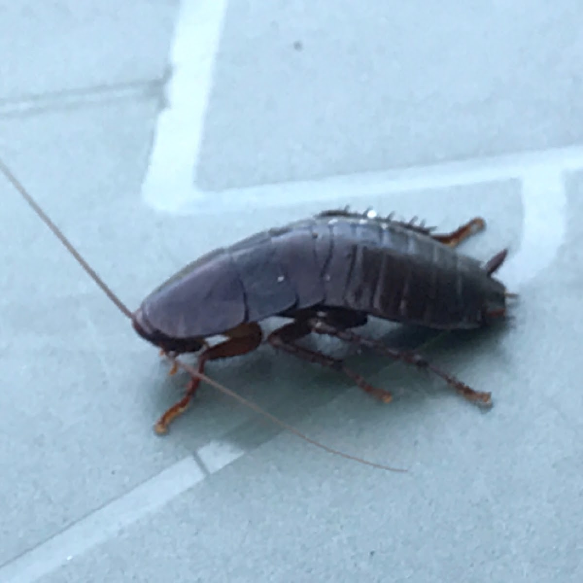 Florida Woods Cockroach