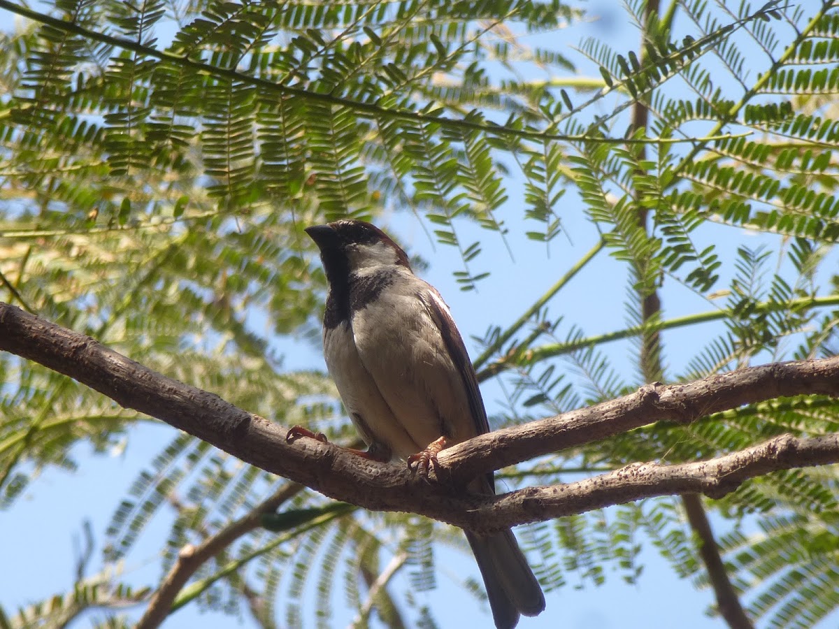 House Sparrow (Male)