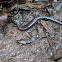 Red-backed salamander (lead phase)