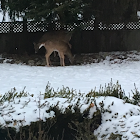 White-Tailed Deer