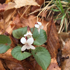 Sweet white violet