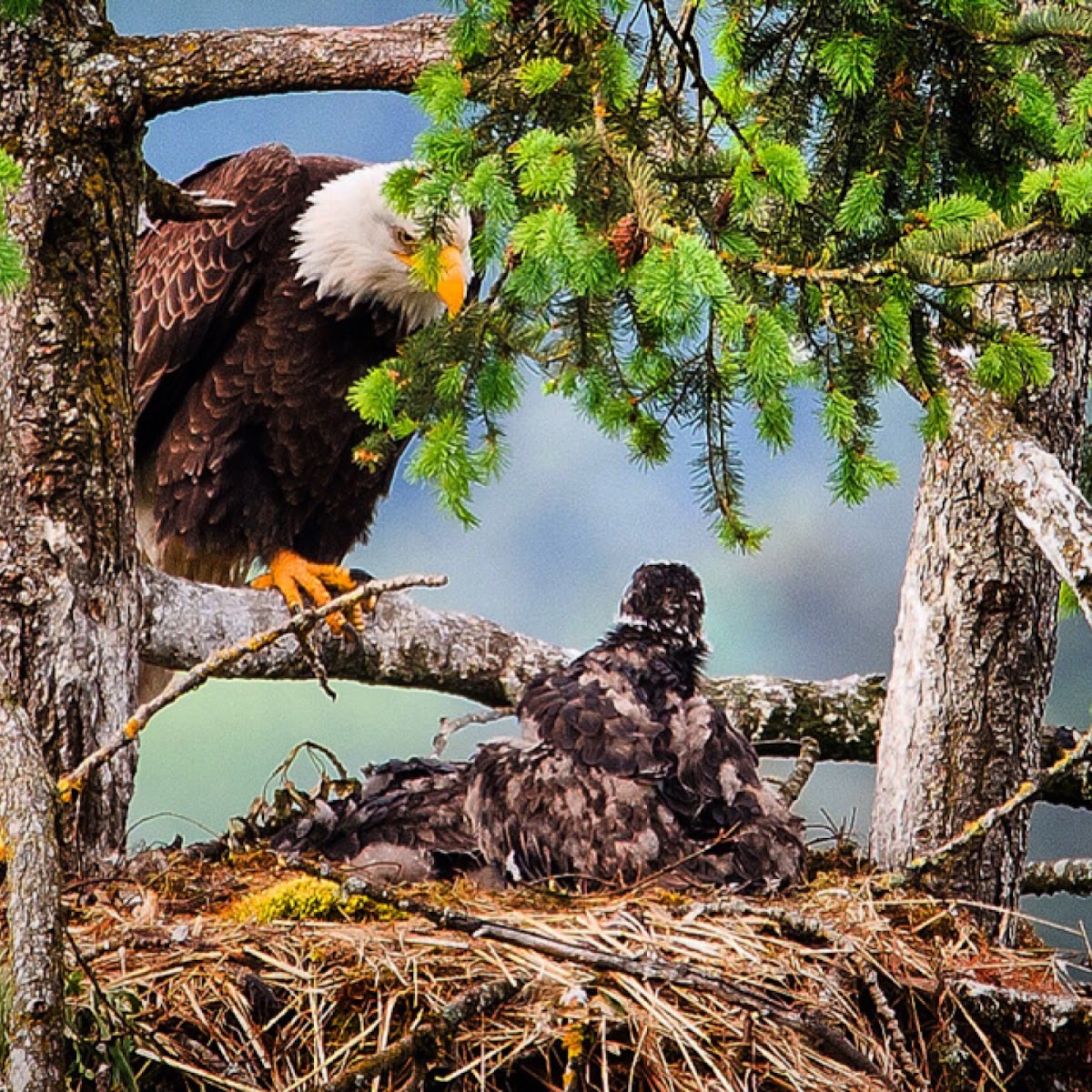 Bald Eagle