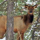 Elk