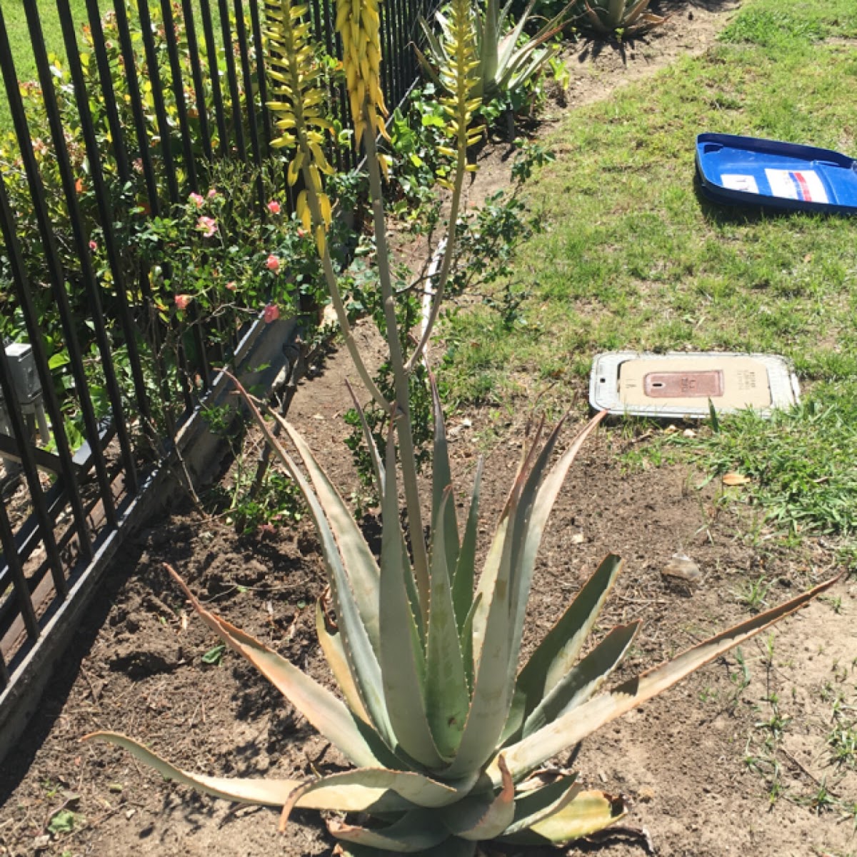 Aloe barbadensis