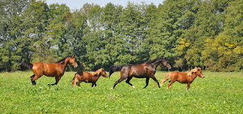 propriété à Bazas (33)