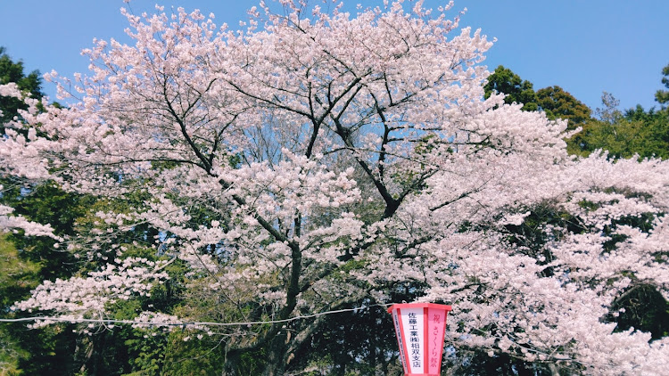 の投稿画像19枚目