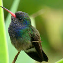 Hummingbirds - New Tab in HD