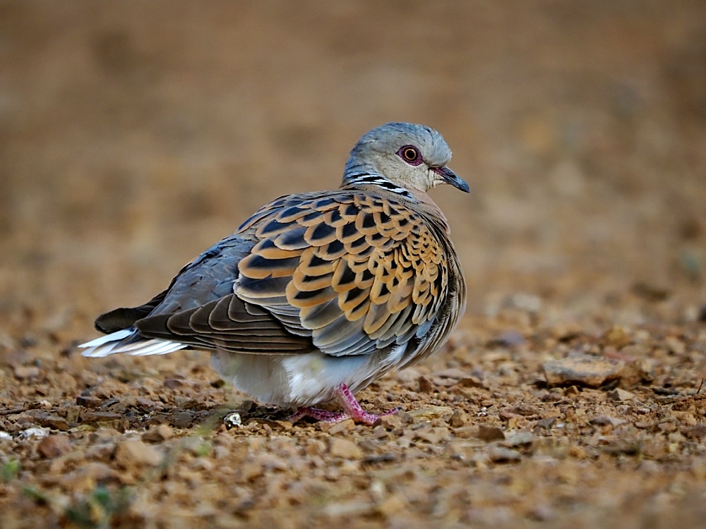 Tórtola europea (European turtle dove)