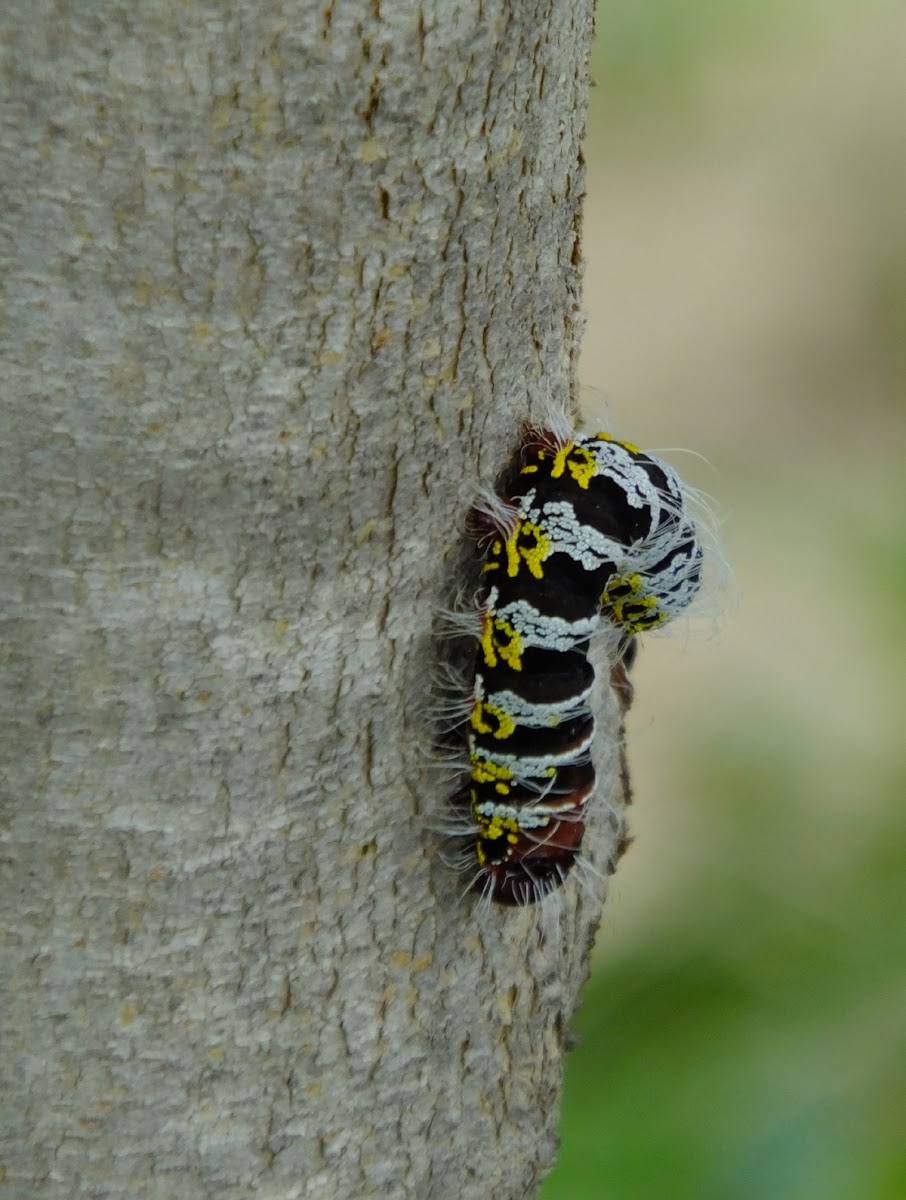 Pallid Emperor Moth  caterpillar