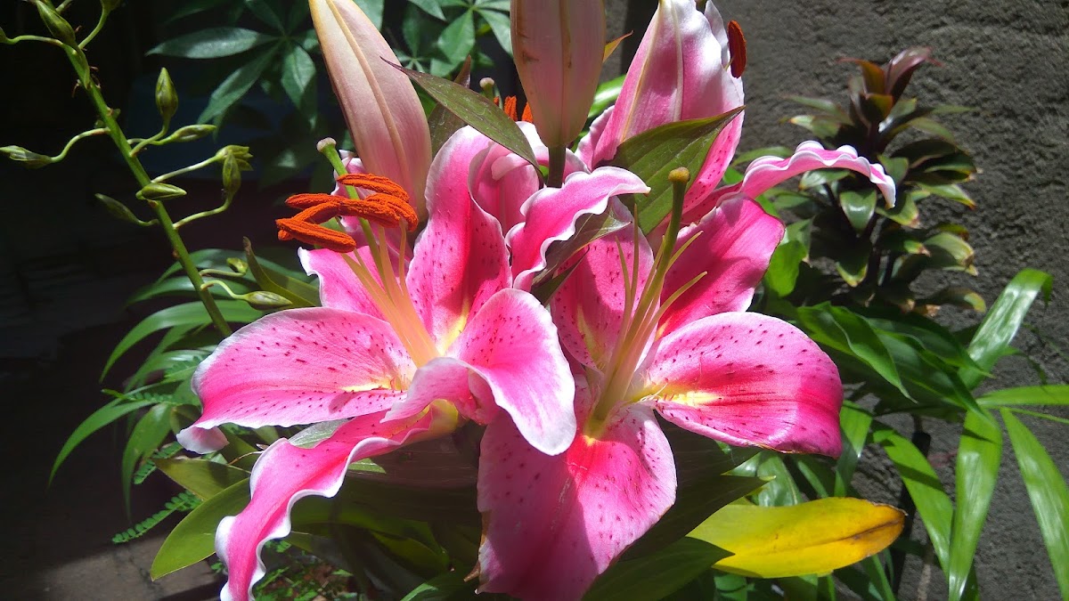 Stargazer Lily