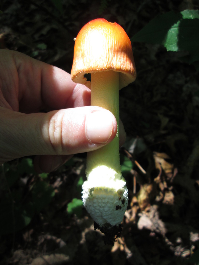 False Caesar's Mushroom