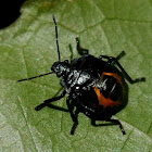 Predatory stinkbug  Podisus and Antiteuchus nymph