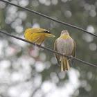 Saffron Finch