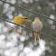 Saffron Finch