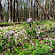 Wild Blue Phlox