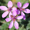 Storksbill