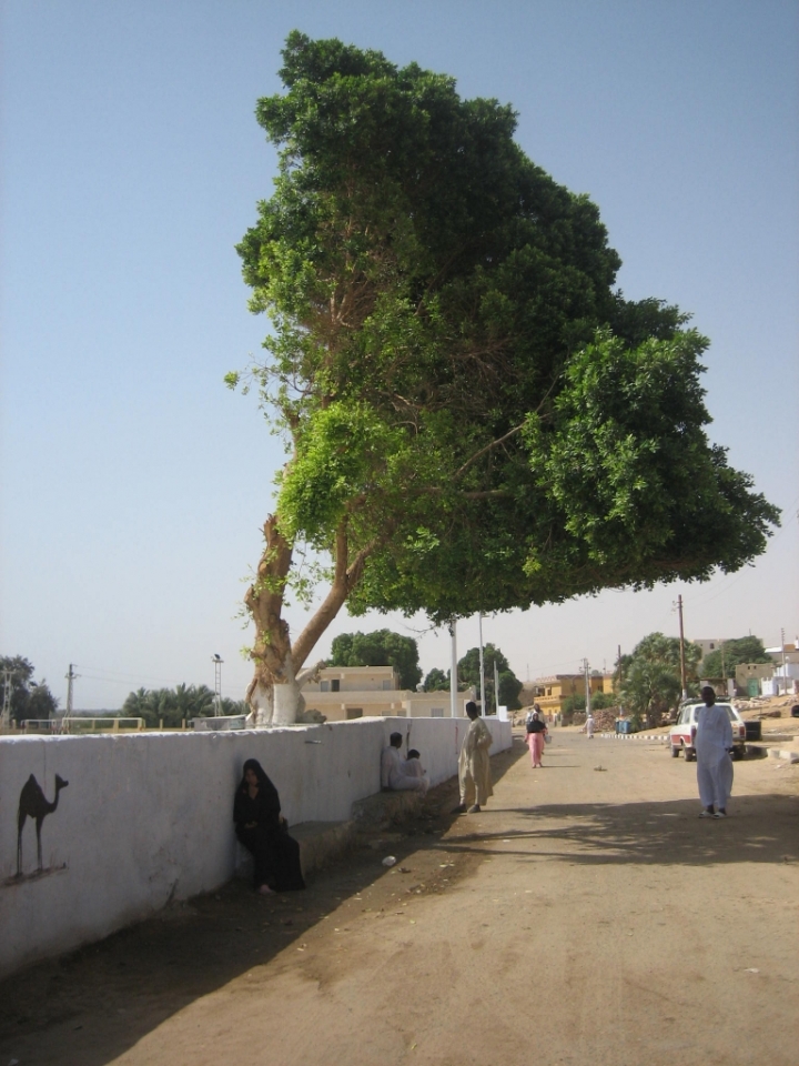 All'ombra di un verde albero... di iaia