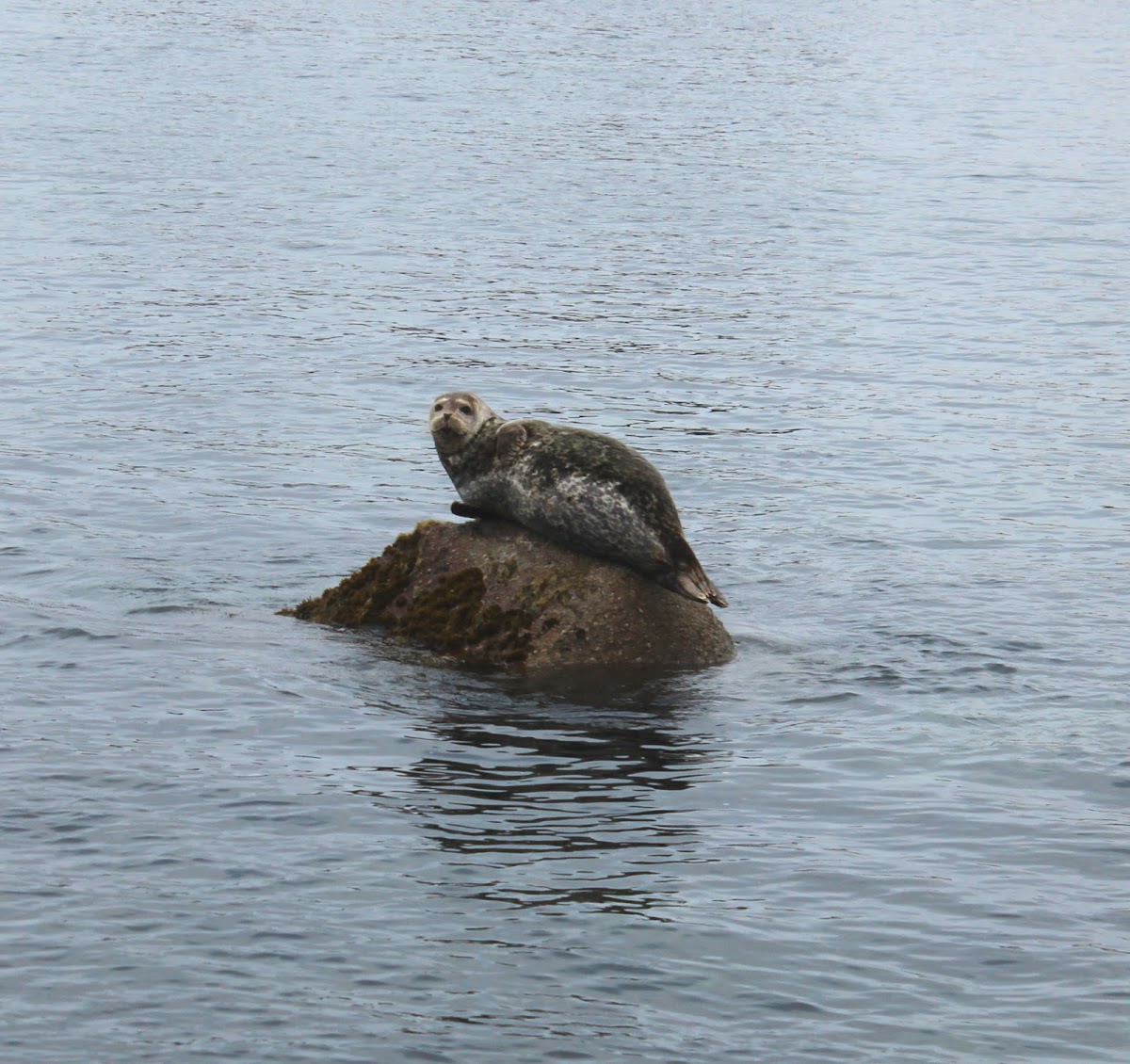 Harbor Seal