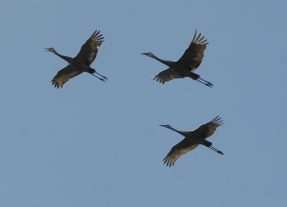 Sandhill Crane