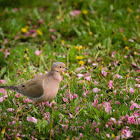 Mourning Dove