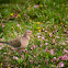 Mourning Dove