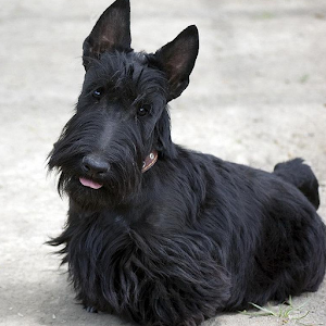 Scottish Terriers Jigsaw Puzzl.apk 1.0