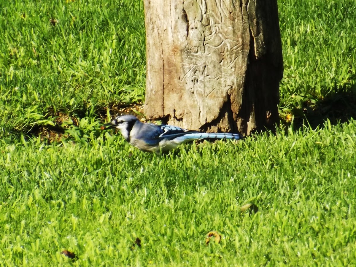 Blue Jay