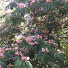 Mimosa Tree