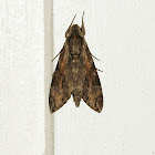 Rosy Double-bristled Hawkmoth