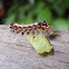 Caterpillar