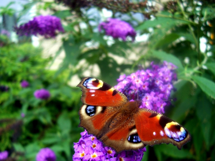 Farfalla e fiori di cicealix