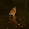 Buffy Fish Owl