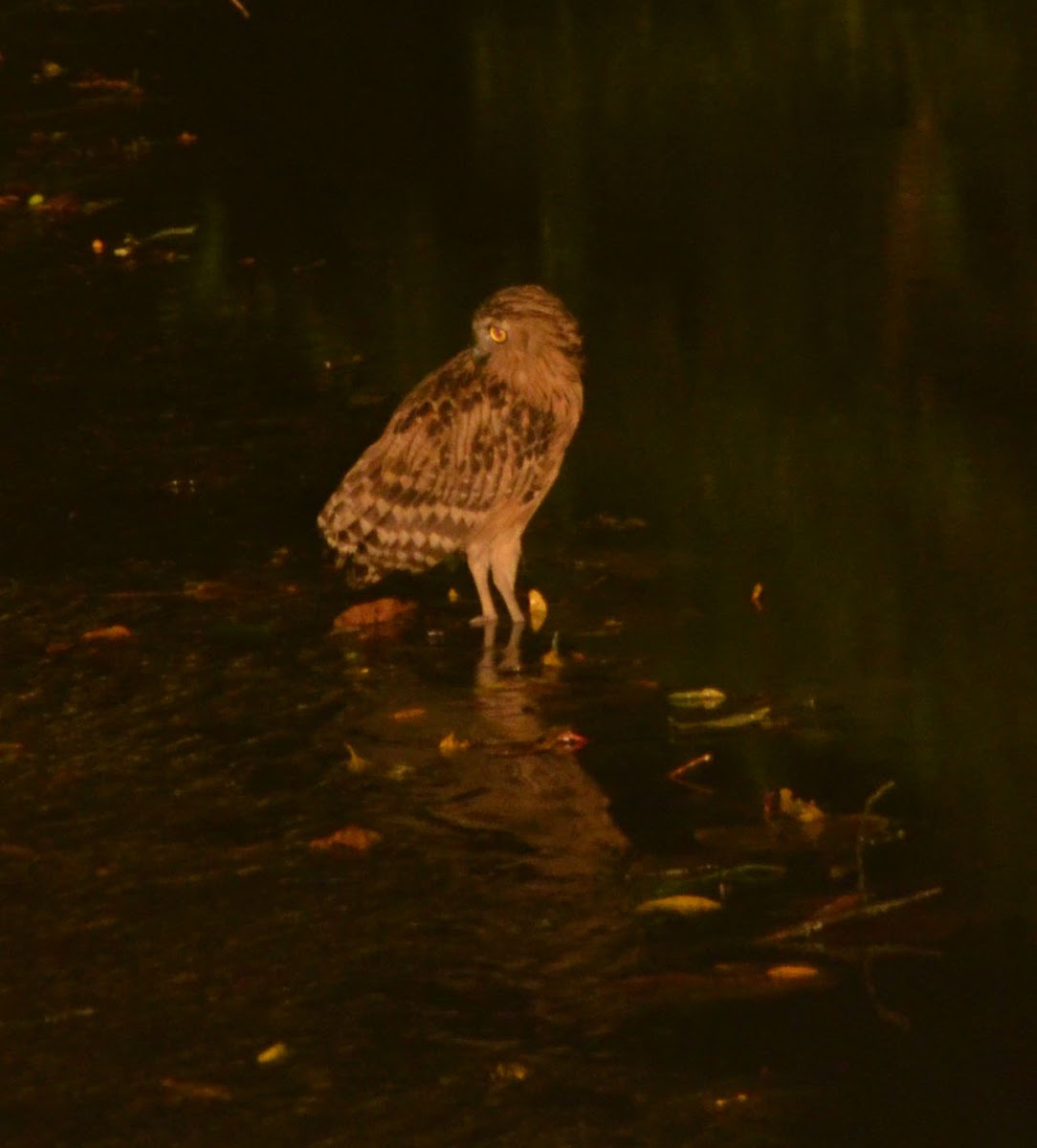 Buffy Fish Owl