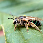 Striped Nomia Bee