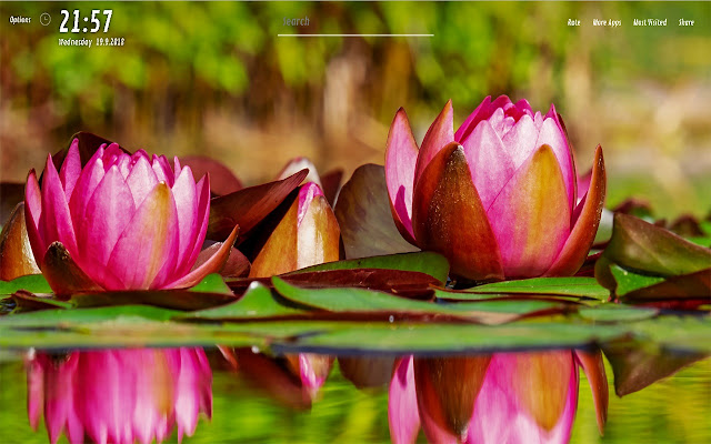 Lotus Flower Wallpapers HD for NewTab