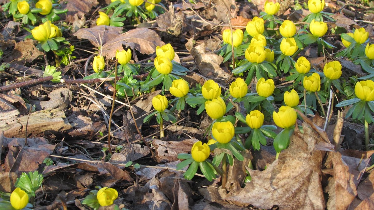 Anemone ranunculoides