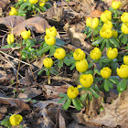 Anemone ranunculoides