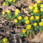 Anemone ranunculoides