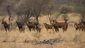 African Sable thumbnail