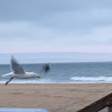 American Herring Gull