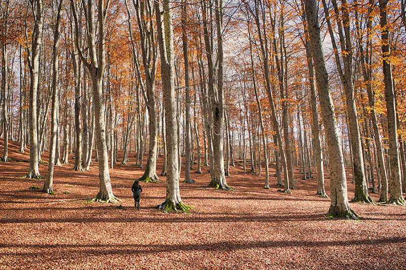 Momenti d'Autunno di Utopia