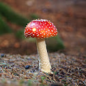 Fly agaric