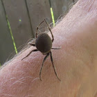 Tropical Orb-weaver