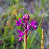 Lax-flowered orchid (Κόρη της Λαμπρής)