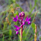 Lax-flowered orchid (Κόρη της Λαμπρής)