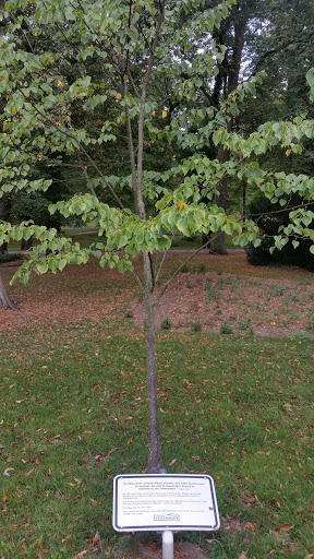 Gespendeter Baum zur Landesgartenschau