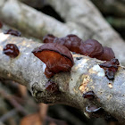 Amber Jelly Fungus