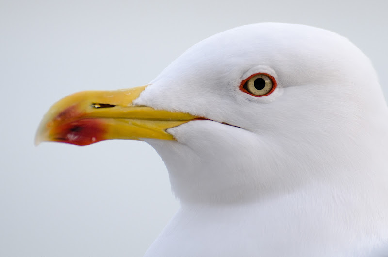 Bianco gabbiano di Alessandro_Canepa