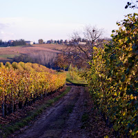 Autunno in Langa di 